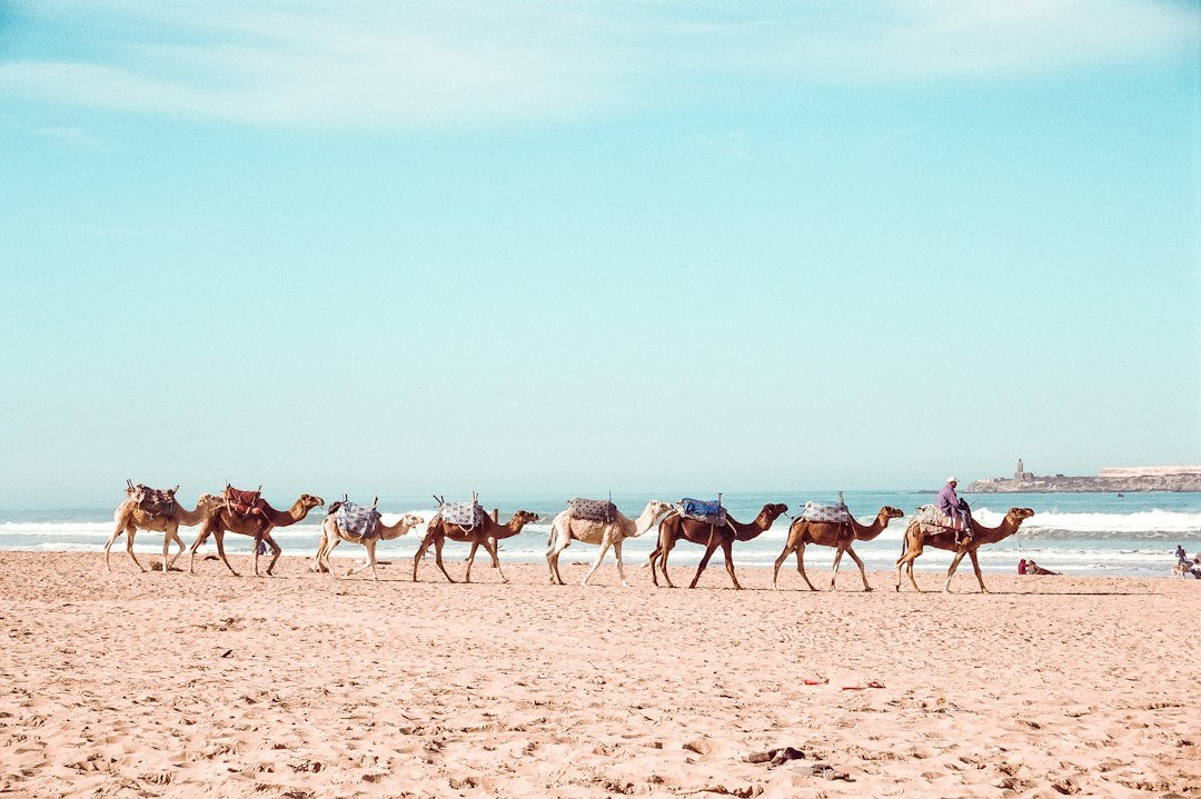 Camels resting on the beach in Essaouira, Morocco